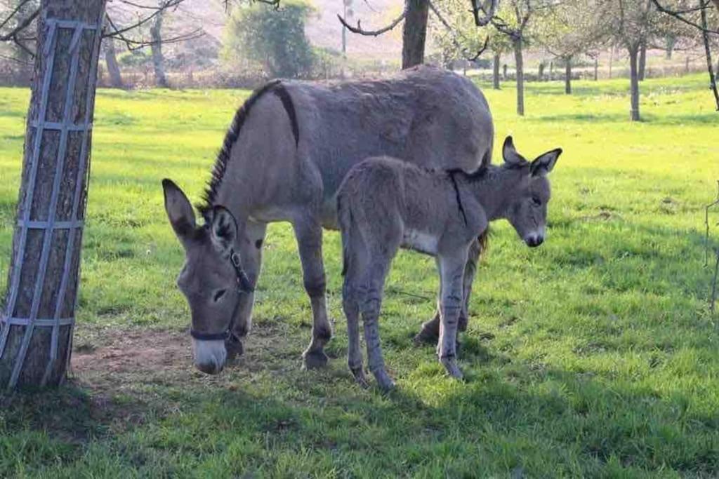 Villa Gite Ferme Cidricole Et Laitiere à Magny-le-Desert Extérieur photo